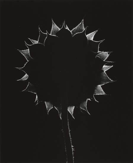 CAPONIGRO, PAUL (1932- ) "Winthrop, Massachusetts [Sunflower]."